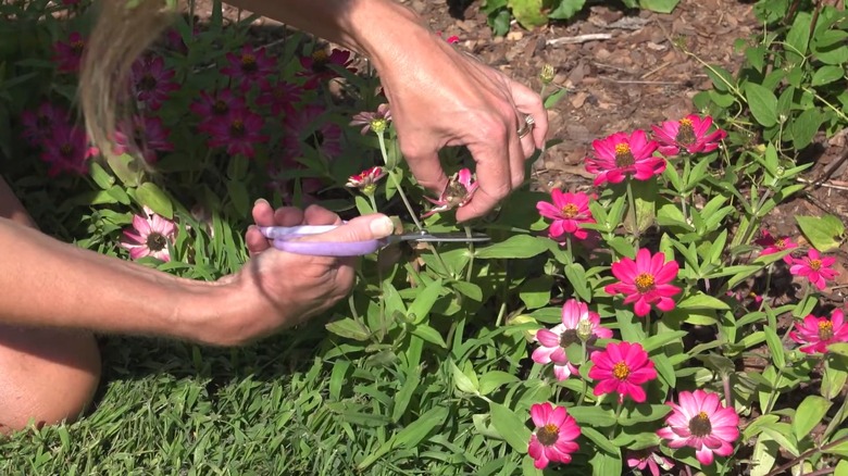 Woman deadheading spent zinnia flower