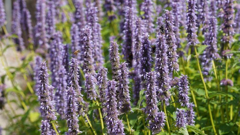 Purple stalks of anise hyssop blooming in a field