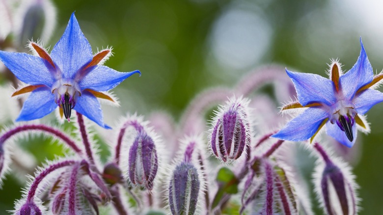 Close up shot of borage flowers