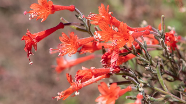 Close up of California fuchsia (epilobium canum) flowers in bloom