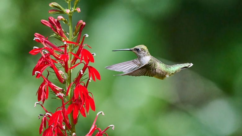 Hummingbird feeding on a cardinal flower