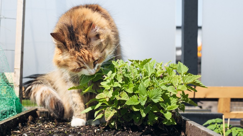 Curious cat with catmint plant sitting in planter