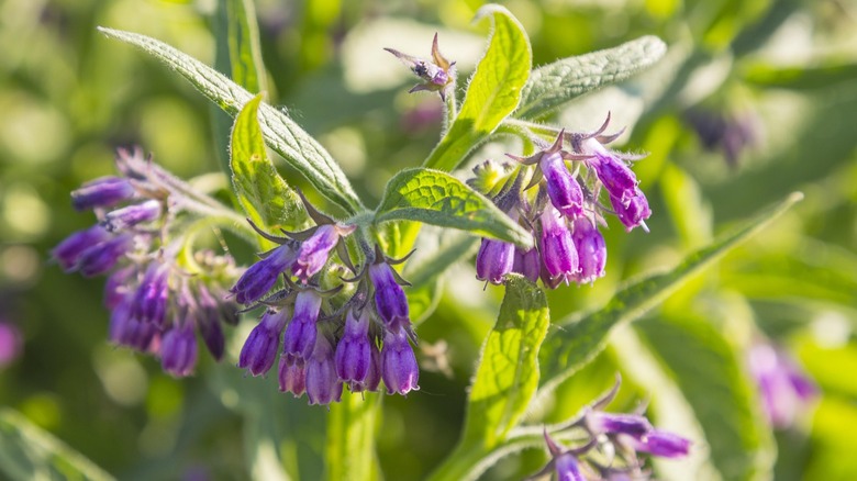 Close up shot of comfrey blooming