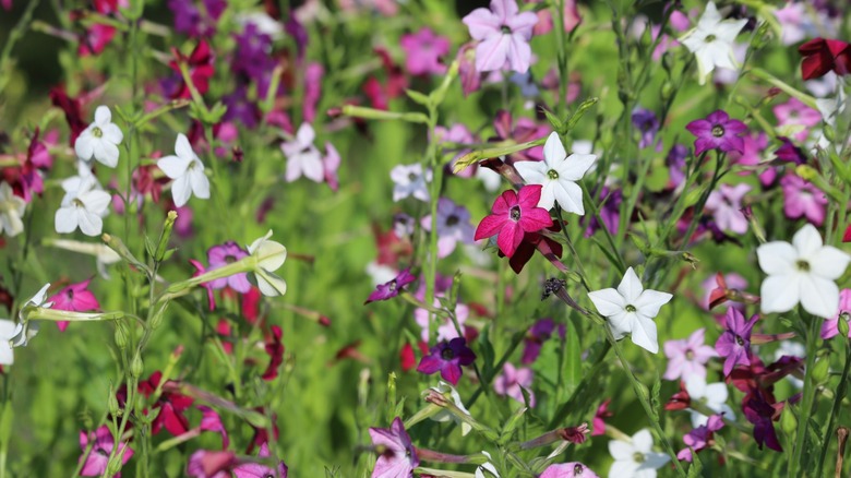 Flowering ornamental tobacco plant