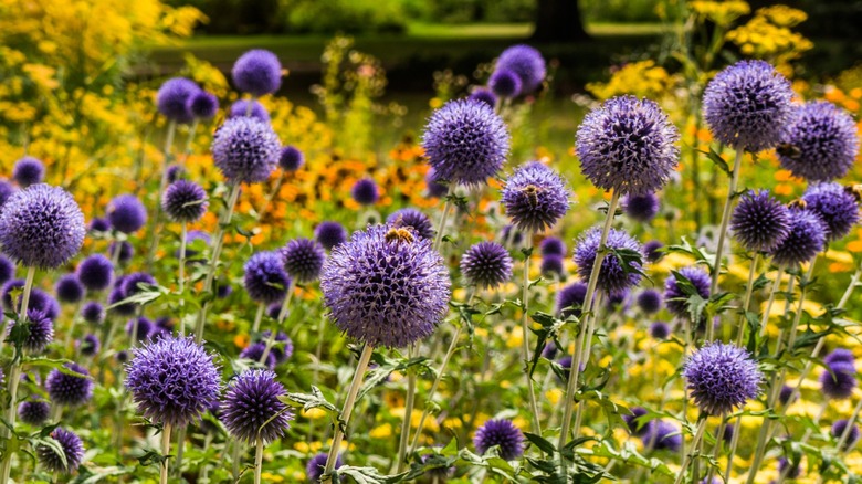 A patch of purple globe thistles