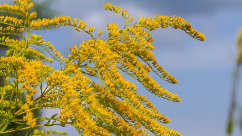 Closeup of goldenrod flowers