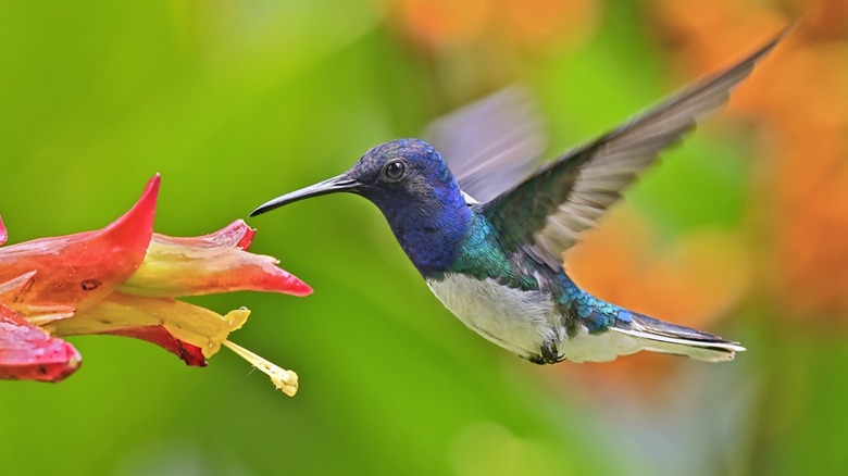 Close up of a colorful hummingbird near a flower