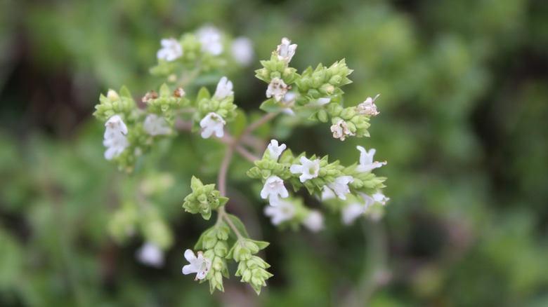 Close up shot of Origanum majorana