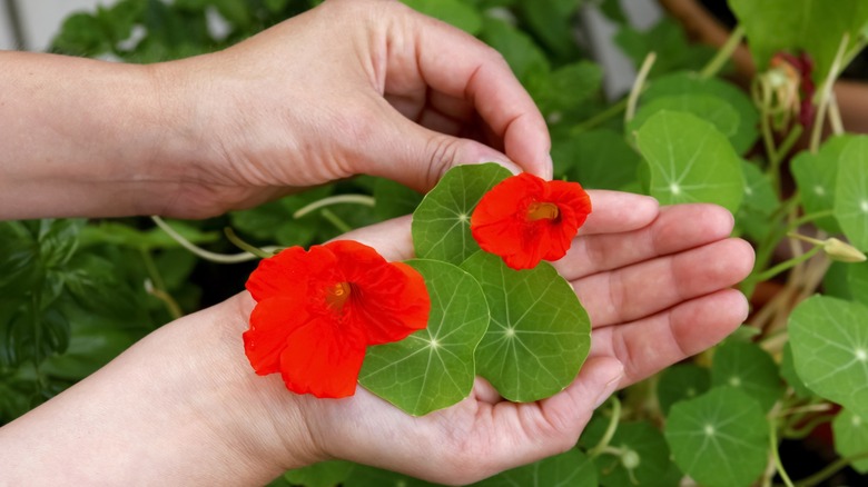 Hands holding red Nasturtium flowers