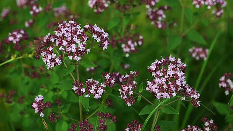 A closeup shot of Oregano flowers