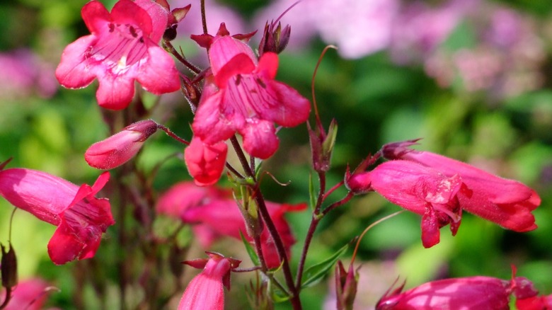Vibrant red pestemon