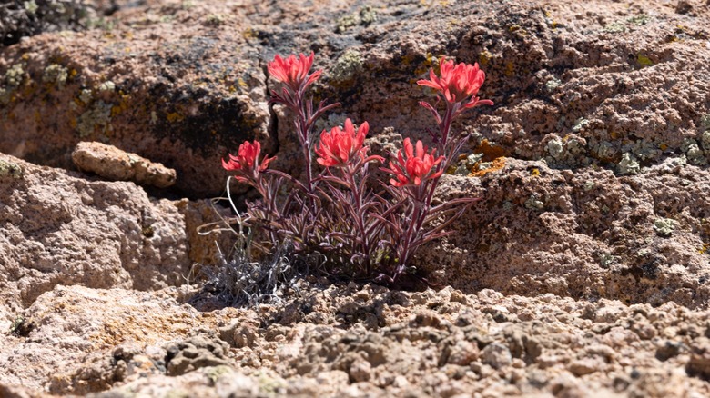 Castilleja or paintbrush blooming in the arid Nevada desert