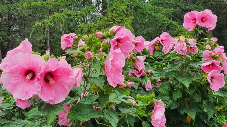 A patch of rose mallows in bloom