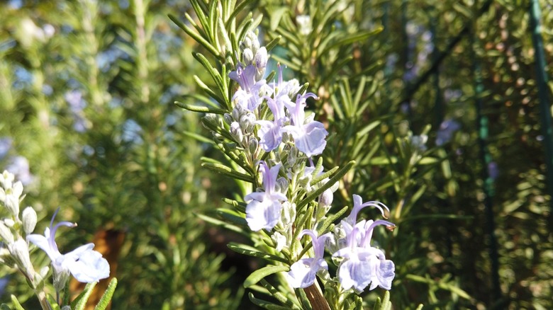 Rosemary in the herb garden