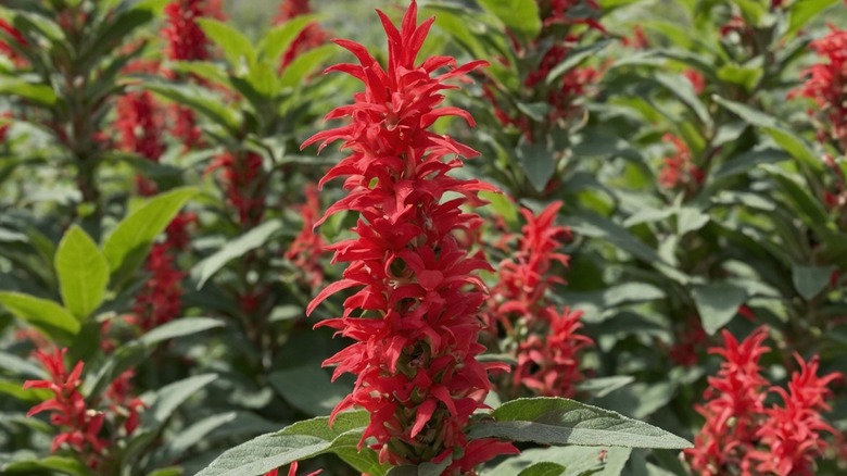 Close up shot of Pineapple Sage