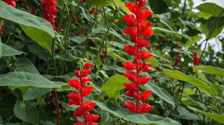 A scarlet runner bean vine