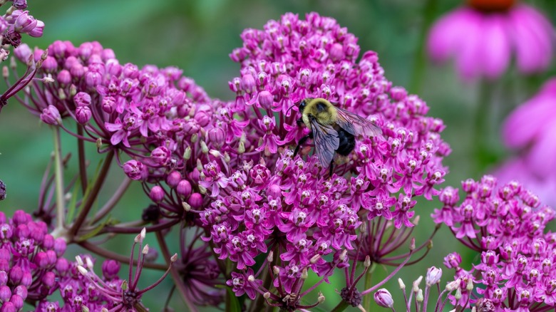 Macro  view of beautiful pink swamp milkweed