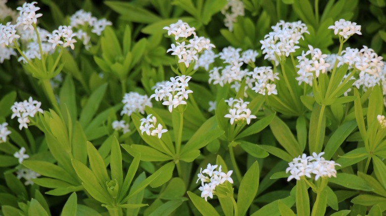 Group of blooming sweet woodruff (Galium odoratum).