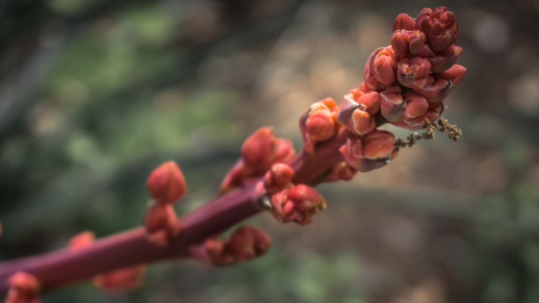 Isolated closeup of Texas red yucca