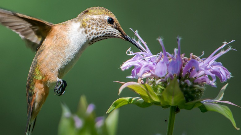 hummingbird feeding on some Monarda flowers