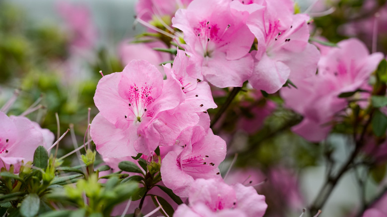 Light pink azalea flowers in bloom