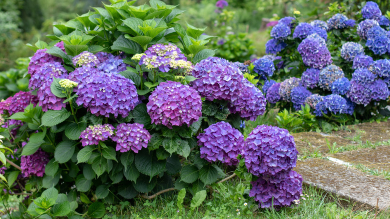 Purple and blue flowers of bigleaf hydrangea