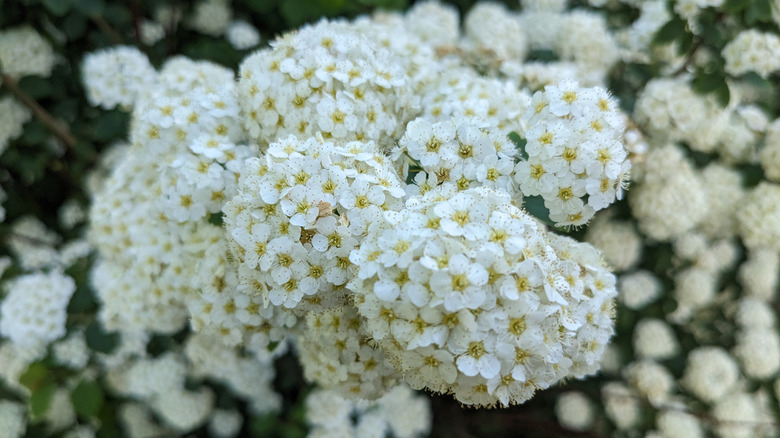 Breath of Spring spiraea's white flowers in bloom