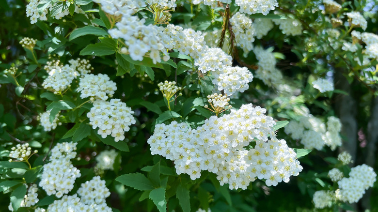 Tiny white flowers of bridal wreath spirea growing in clusters
