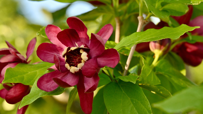 Dark red flowers of Carolina allspice