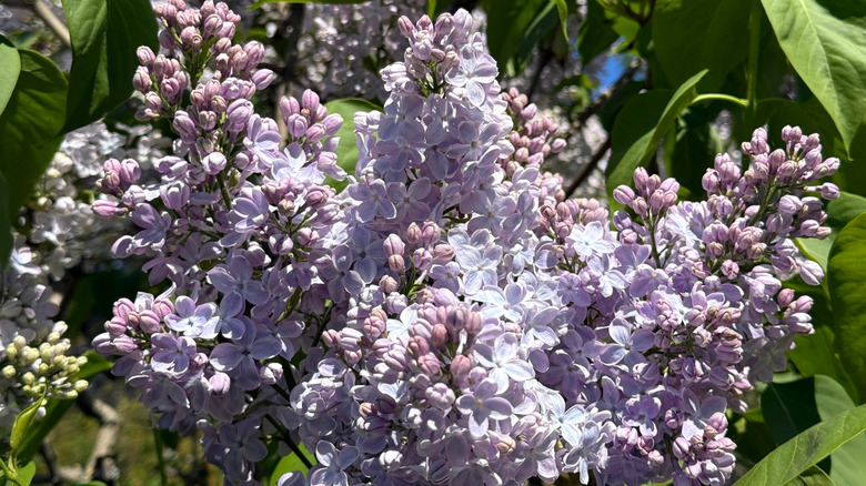 Common lilac flowers in bloom and receiving sunlight in a garden