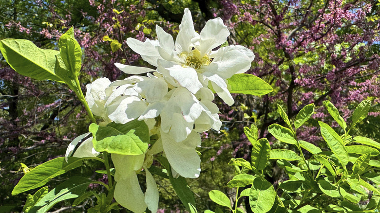 White common pearlbush flowers in bloom
