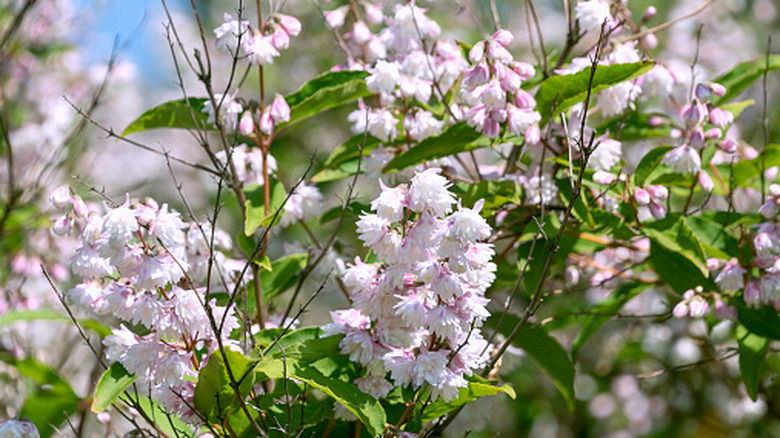 Small white and pink deutzia flowers