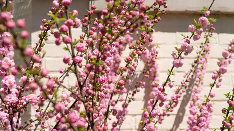 Small round, pink flowers of dwarf flowering almond