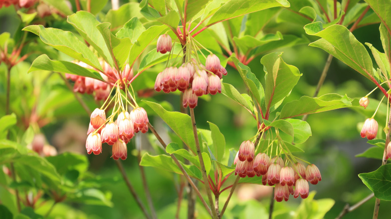 Pink-tinged urn-shaped enkianthus flowers