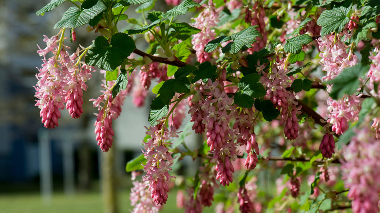 Pink blooms of flowering currant hanging upside-down from a tree's branch