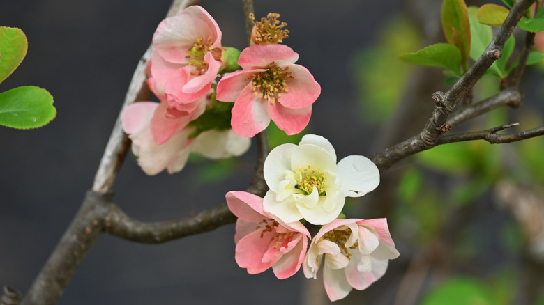 Small white and peach blooms of flowering quince