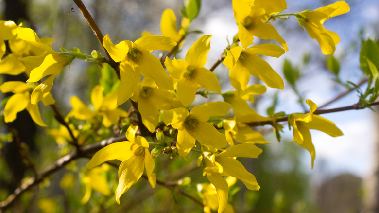 Yellow blooming flowers of forsythia