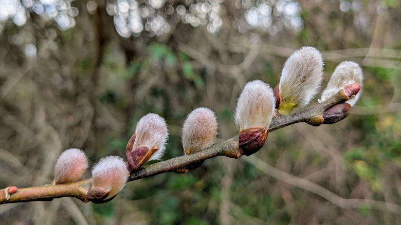 Silvery fuzzy flowers of glaucous willows