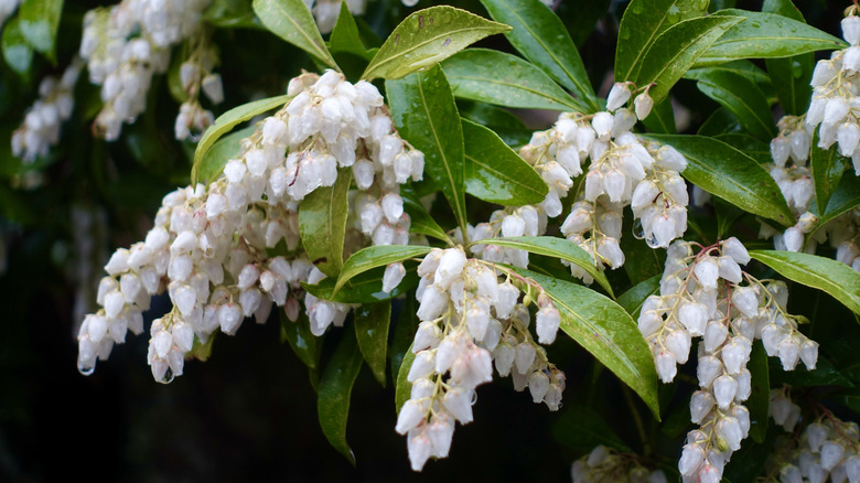 Bell-shaped white Japanese andromeda flowers