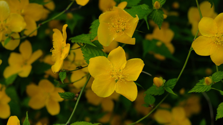Yellow flowers of Japanese kerria blooming in a garden
