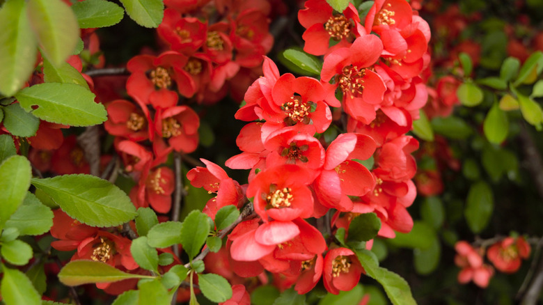 Small red flowers of Japanese quince