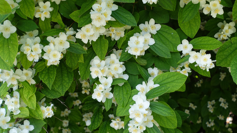 White flowers of mock orange in bloom
