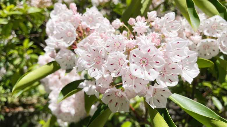 Purple-dotted white flowers of mountain laurel