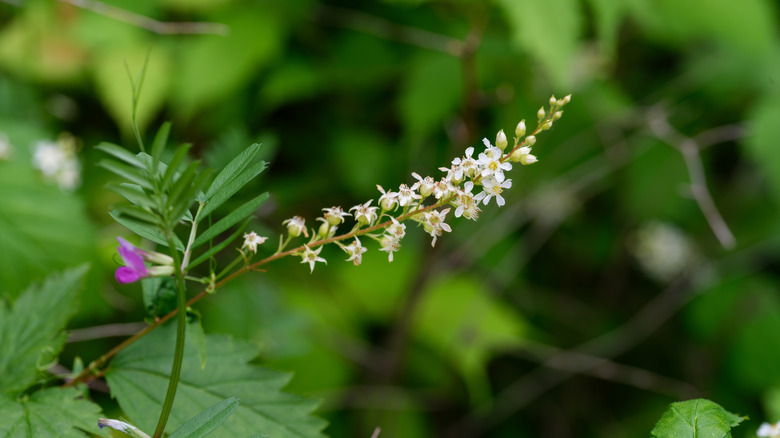 Tiny white flowers of Neillia uekii emerging
