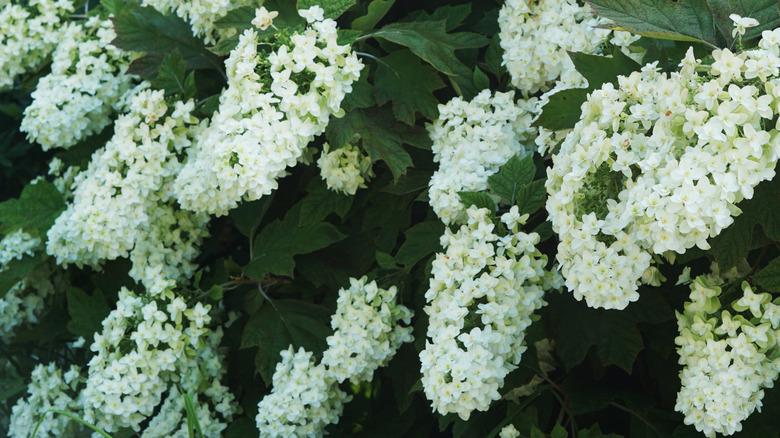 White oakleaf hydrangeas flowers in bloom