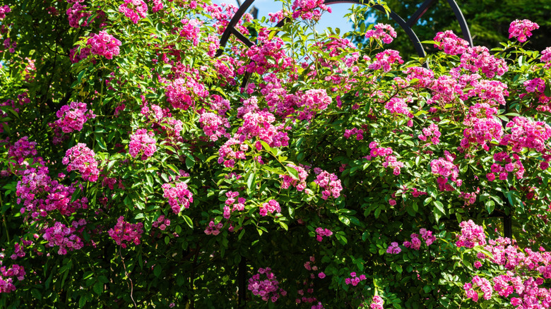 Pink rambling roses draped over a garden fence