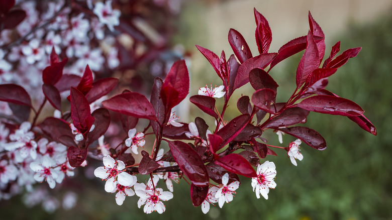 Pink and white flowers of purple-leaf sand cherry with red leaves