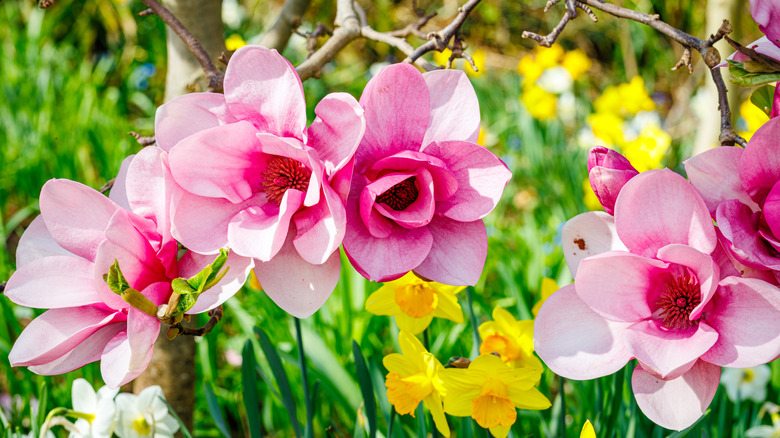 Beautiful pink flowers of saucer magnolia