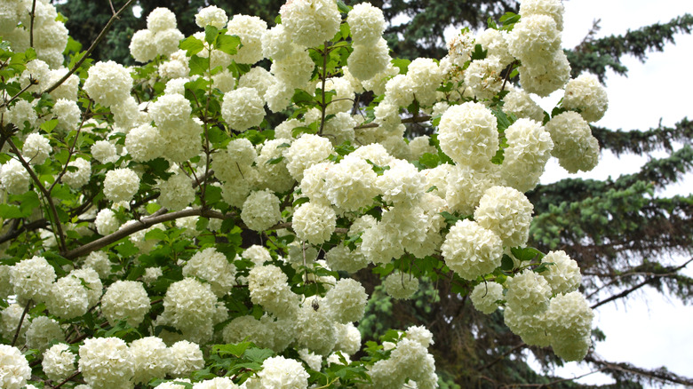 Large white viburnum flowers in bloom