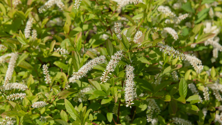 'Henry's Garnet' Virginia sweetspire small white flowers in clusters